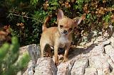 CHIHUAHUA 429